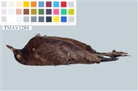 藏品(河烏)的圖片